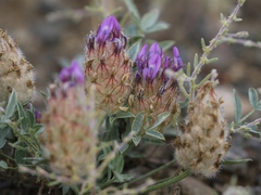 Astragalus laxmannii