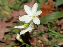 Sparaxis grandiflora