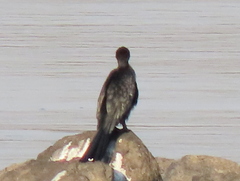 Microcarbo africanus africanus