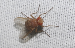 Ormia ochracea
