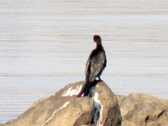Microcarbo africanus africanus