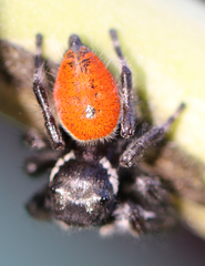 Phidippus californicus