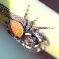 Phidippus californicus