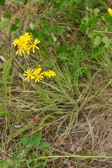 Crepis