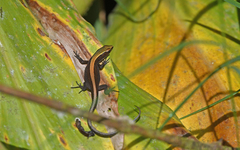 Pholidobolus vertebralis