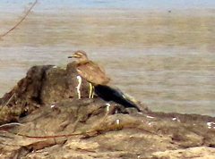 Burhinus vermiculatus