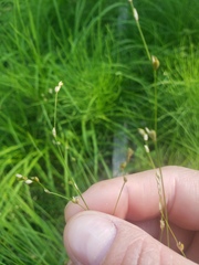 Carex disperma