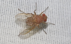 Ormia ochracea
