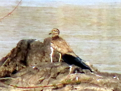 Burhinus vermiculatus