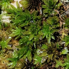 Encalypta streptocarpa