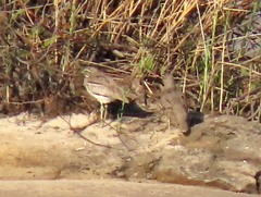 Burhinus vermiculatus