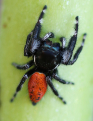 Phidippus californicus