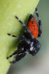Phidippus californicus