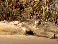 Burhinus vermiculatus
