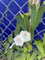 Calystegia sepium