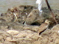 Burhinus vermiculatus