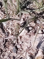 Melanoplini