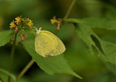 Eurema hecabe