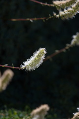 Petrophytum caespitosum