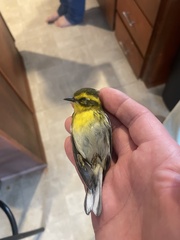 Setophaga townsendi