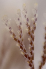 Bugulidae