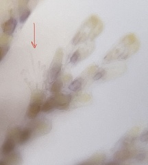 Bugulidae