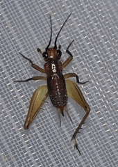 Trigonidium cicindeloides