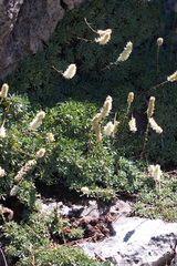 Petrophytum caespitosum