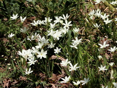Sparaxis grandiflora