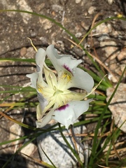 Calochortus eurycarpus