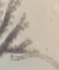 Bugulidae