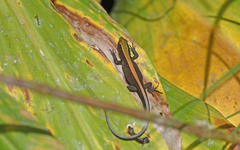 Pholidobolus vertebralis