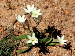 Sparaxis grandiflora