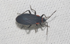Melacoryphus rubicollis