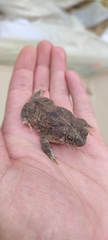 Rhinella granulosa