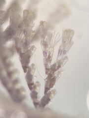 Bugulidae