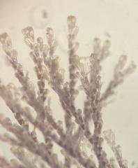 Bugulidae