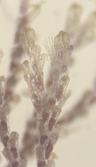 Bugulidae