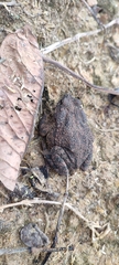 Rhinella granulosa