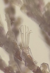 Bugulidae