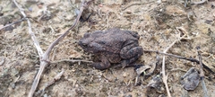 Rhinella granulosa