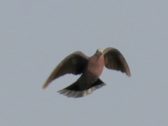 Streptopelia semitorquata