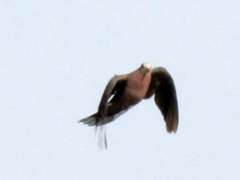 Streptopelia semitorquata