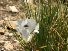 Calochortus eurycarpus