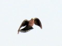 Streptopelia semitorquata