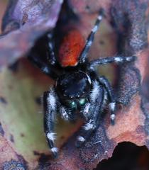 Phidippus californicus