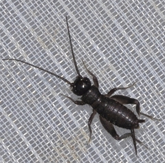 Gryllidae