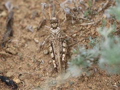 Angaracris barabensis