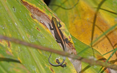 Pholidobolus vertebralis