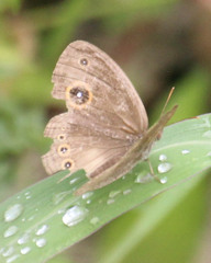 Brakefieldia perspicua